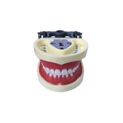 Tipodonto Columbia Adulto