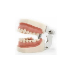 Tipodonto Nissin Adulto