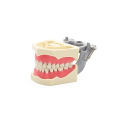 Tipodonto Tipo Columbia Adulto